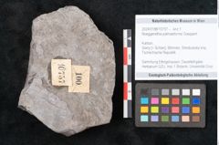 Foto (Objekt + Etikett) von Noeggerathia palmaeformis Goeppert (NHMW-GEO-2024-0188-10757)